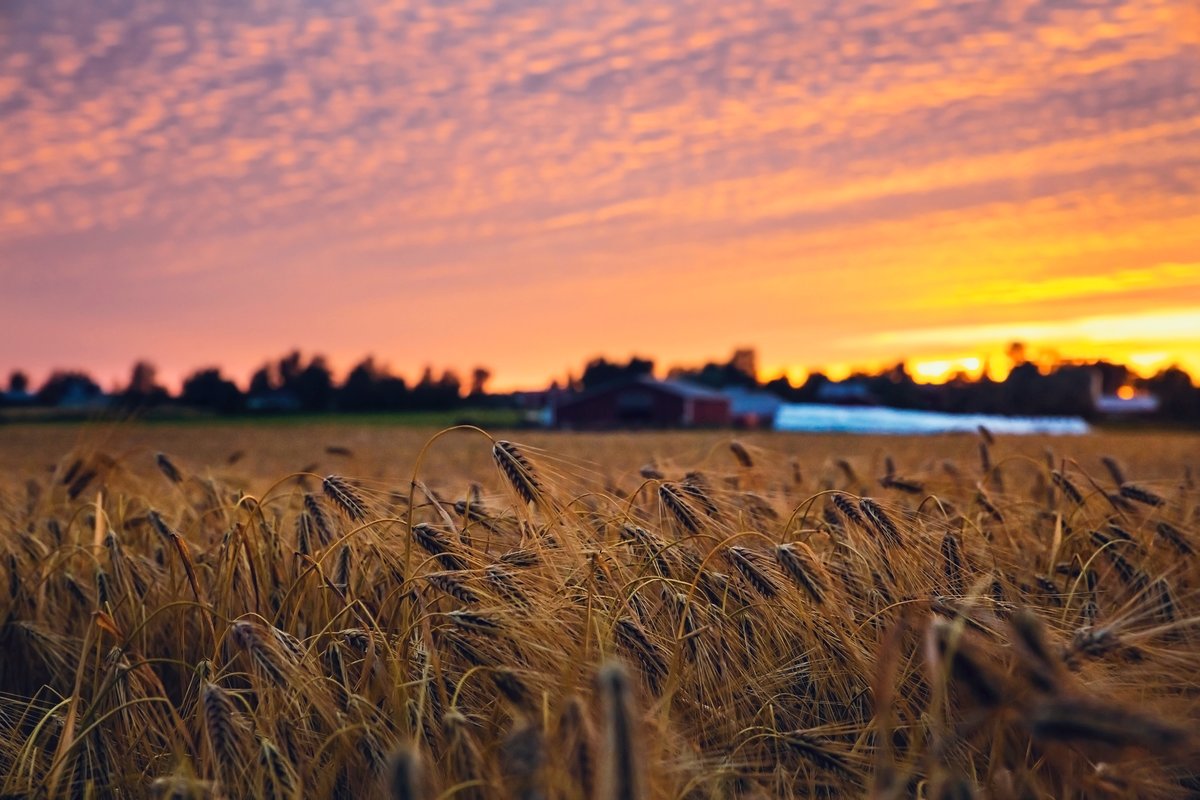 Viljapelto ja kaunis auringonlasku